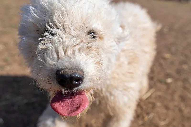 Maladie de Carré : Risque accru pour les chiots en été