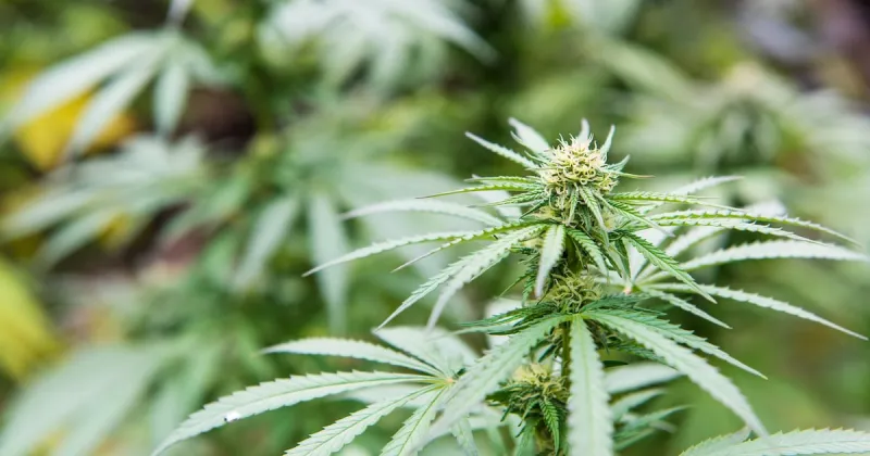 Cannabis stocks fall after initial rally on US rescheduling