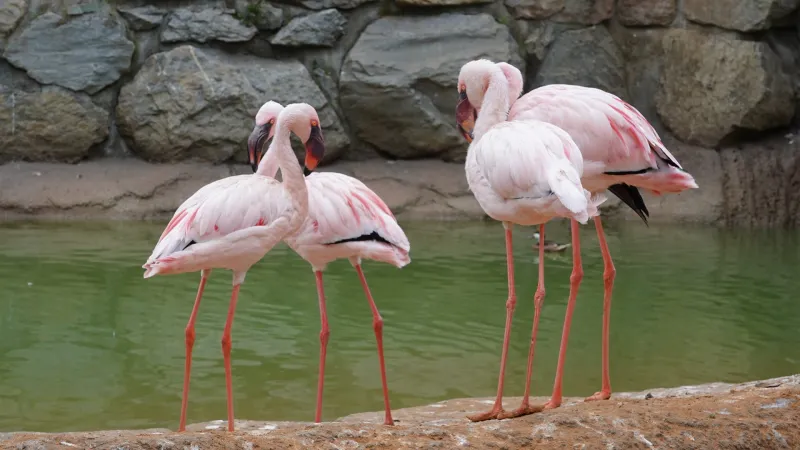 Casablanca Zoo Gets Large Immersive Aviary