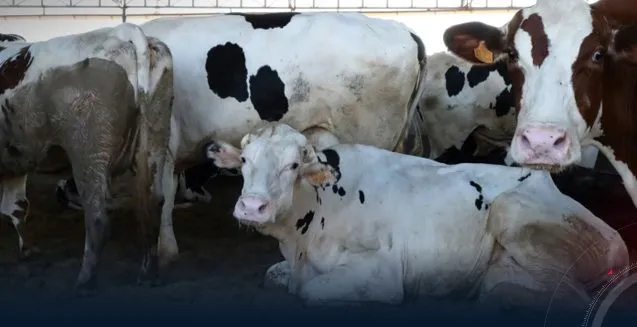 Cattle deaths and livestock market closures in Suluq and Qaminis