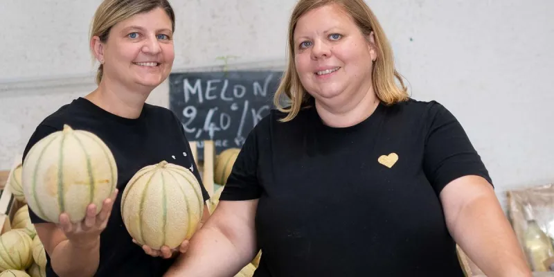 Melons charentais vendus en direct du champ