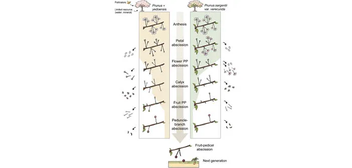 Cherry Tree Fruit Drop Genes Identified