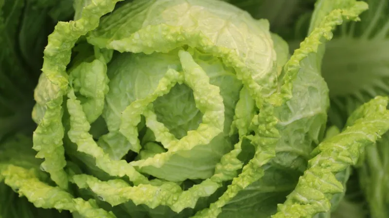 China Accused of Vegetable Label Fraud via Vietnam