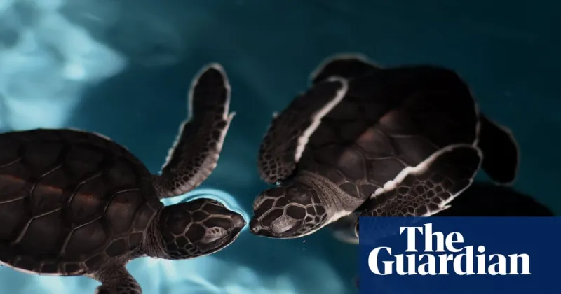 China claims foreign 'spy turtles' monitor its waters
