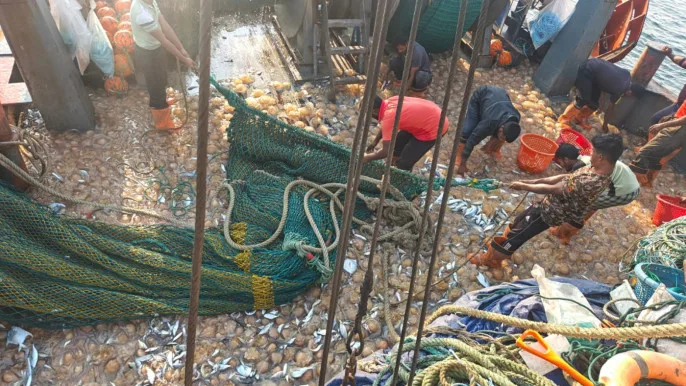 Climate change drives jellyfish surge, disrupts fisheries