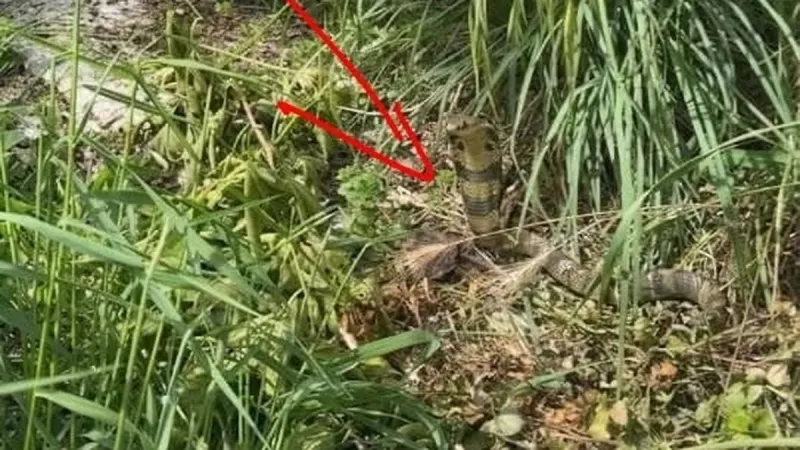 Danger du cobra : un expert alerte sur les risques d'amputation