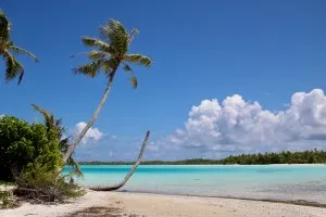 Les cocoteraies coloniales menacent les atolls du Pacifique