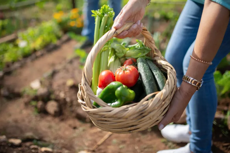 Community Food Plan to Boost Allotments