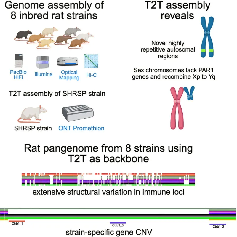 Complete Brown Rat Genome Map Could Boost Disease Research