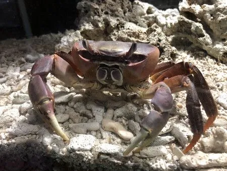 Crab Sideways Walk Originated 200 Million Years Ago