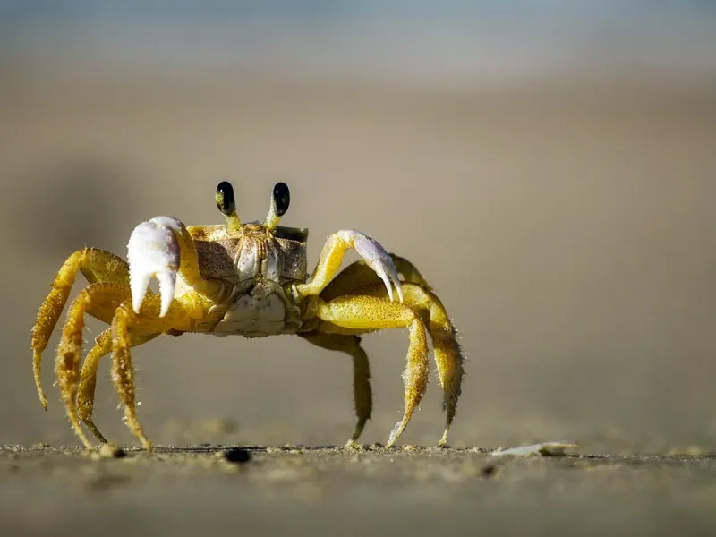 Crabs Evolved Sideways Walking 50 Million Years Ago