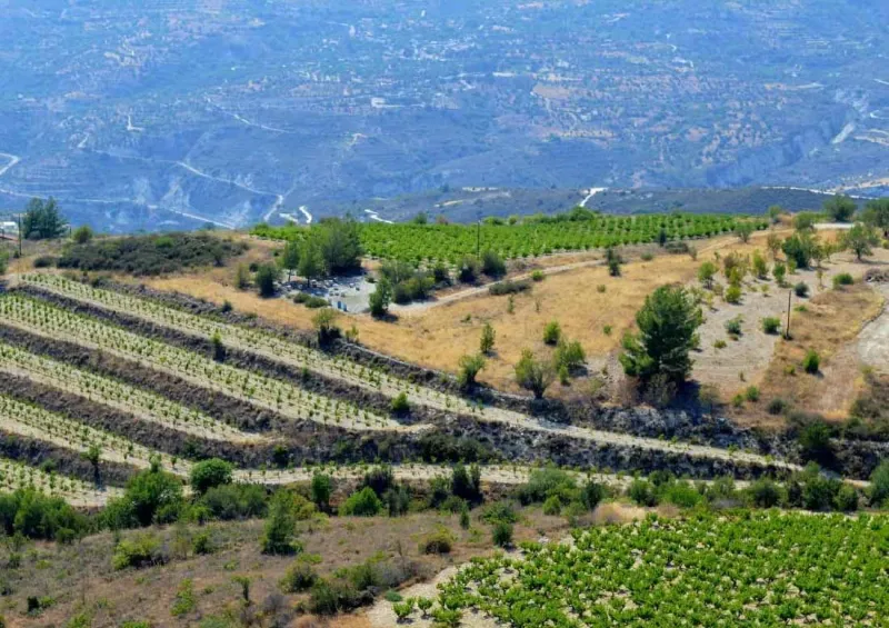 Vignoble caché de Chypre : Vouni Panayia