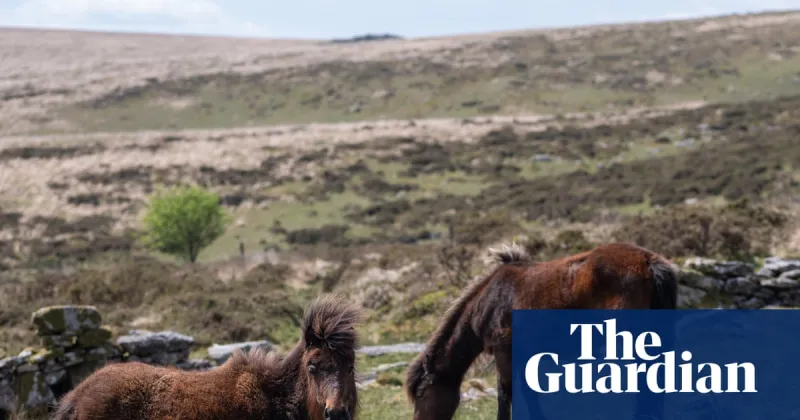 Projet d'abattage des poneys du Dartmoor suscite un appel à changement