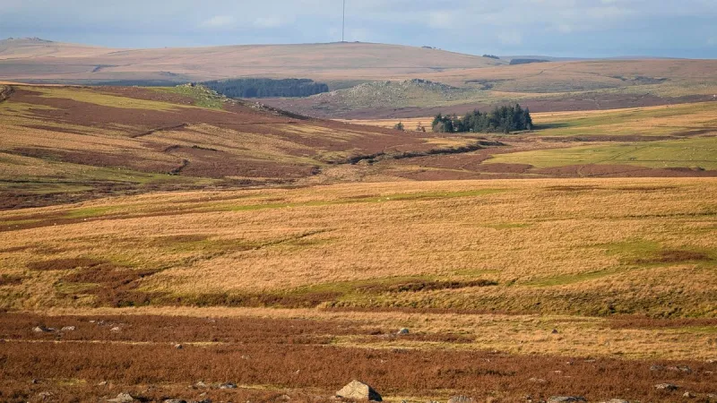 Dartmoor Tick Bite Leads to Rare TBE Case in UK