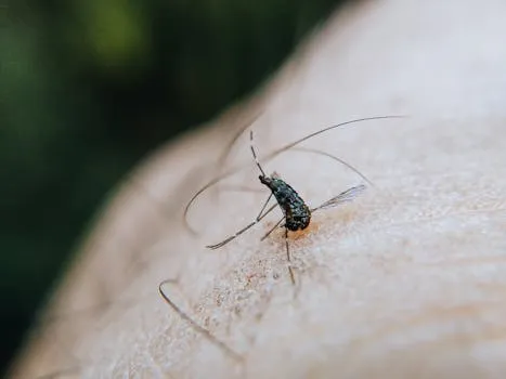 Dengue Outpaces Mosquito-Blocking Efforts in Brazil