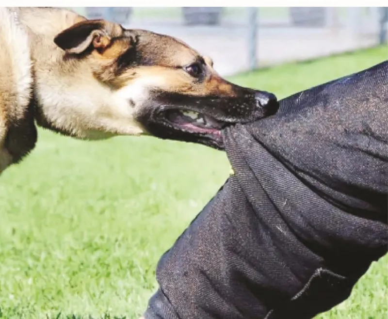 Dog Bites: Prevention and First Aid Guide