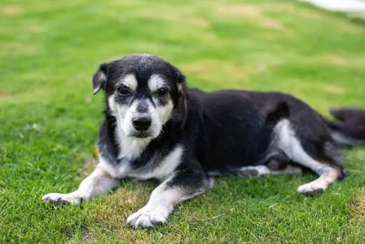L'étiquette D.O.G. adopte l'outil Herma GreenGuide