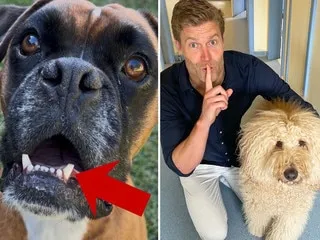 Alerte jouet pour chien : rappel du produit 'Sandpaper'
