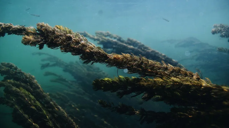 Doggerland's Lime Trees Reveal Warmer Past
