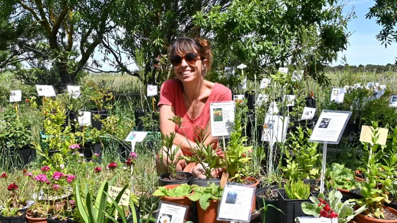 Drought-Resistant Plants Thrive in Narbonne Garrigue