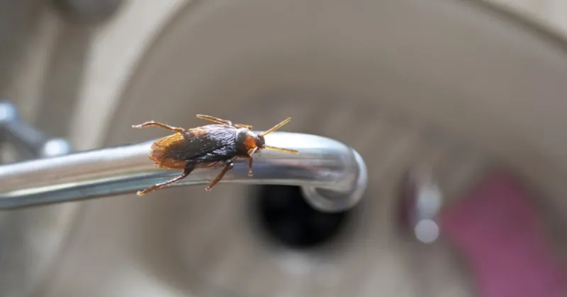 Dublin restaurant shut over cockroach infestation