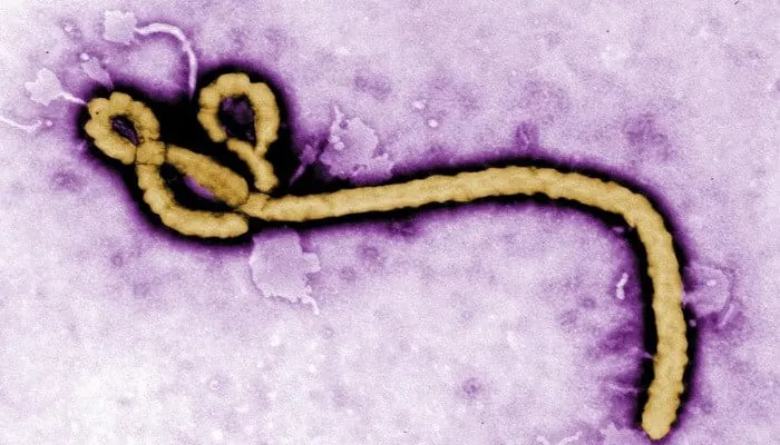Ebola Outbreak in DRC and Uganda: 2026 Update