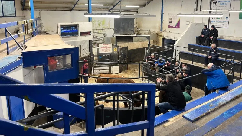 Les agriculteurs irlandais confrontés à la hausse des coûts suite aux perturbations d'approvisionnement