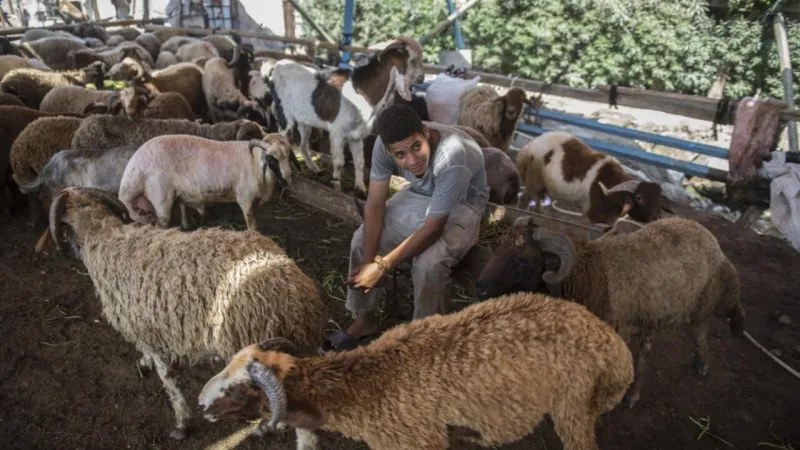 Les célébrations de l'Aïd al-Adha en Égypte affectées par la hausse des prix du bétail