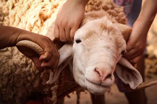 Eid al-Adha 2026: Sheep Prices Worry Consumers