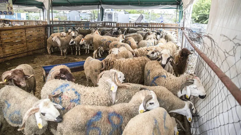 Eid al-Adha Begins Amid Gaza Crisis