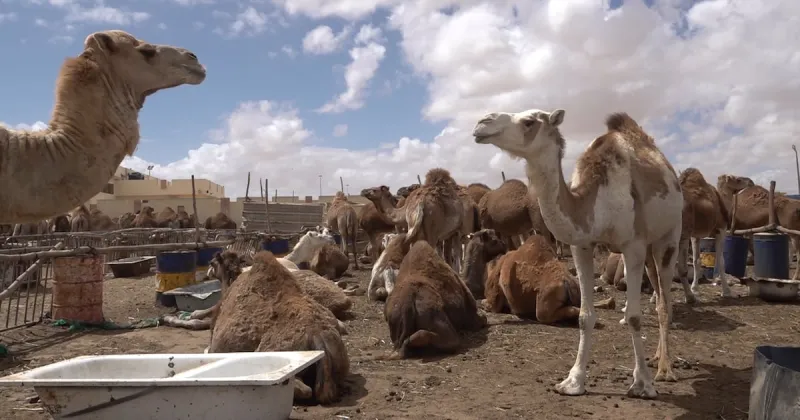 Eid al-Adha: Laayoune Camel Sacrifice Tradition Continues