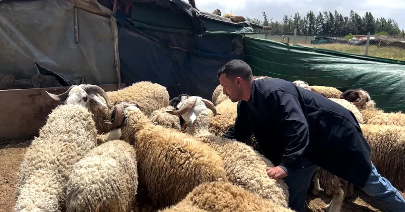 Eid al-Adha Sheep Farming Near Rabat Sees Demand Rise