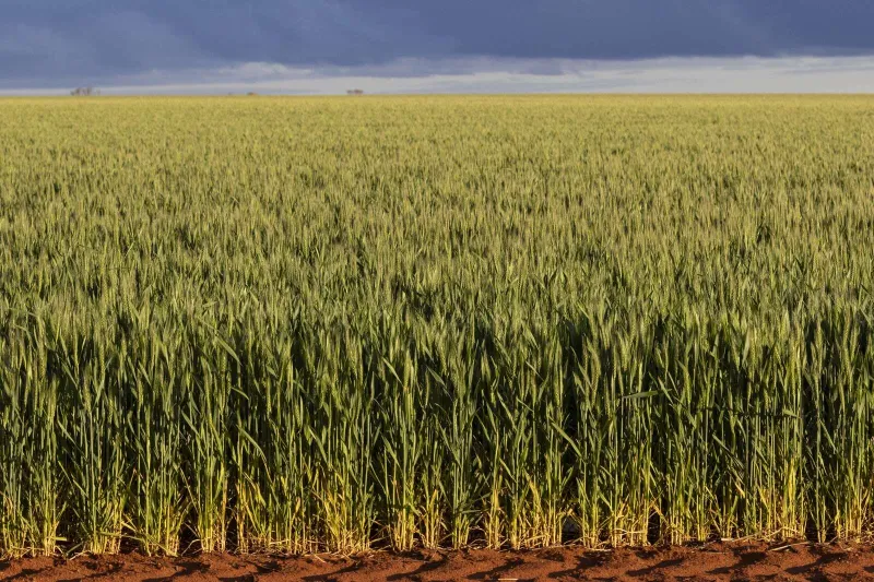 Eight New Wheat Varieties Released for Farmers