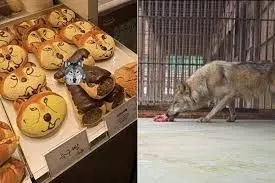 Escaped wolf captured in South Korea after 8-day search