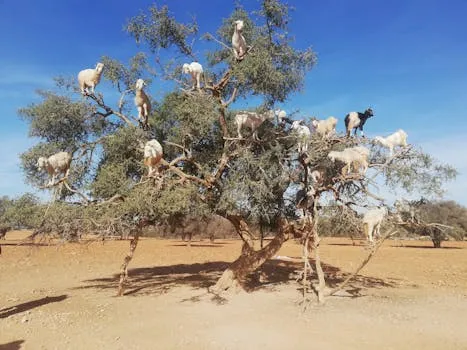 Essaouira Hosts 8th International Argan Congress
