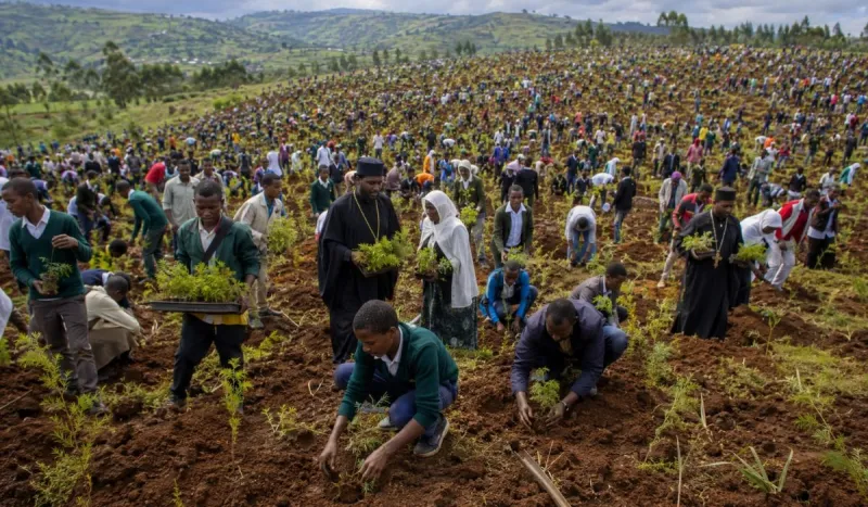 Ethiopia plants 350 million trees in 12 hours, sets new record