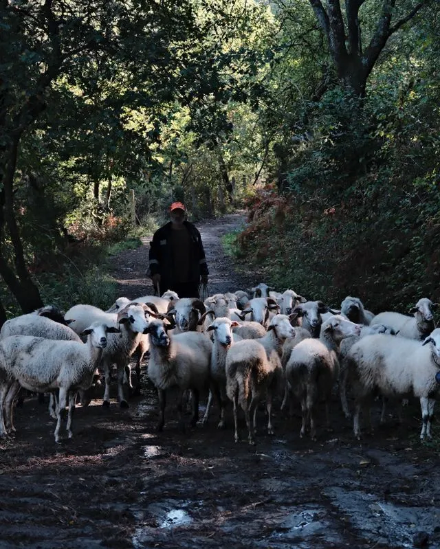 L'UE approuve le plan roumain sur les exportations de moutons