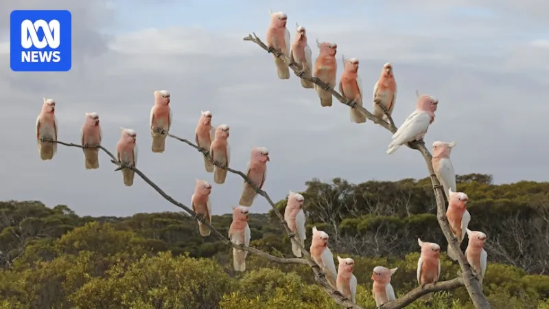 Eyre Bird Observatory closed before bird flu detection