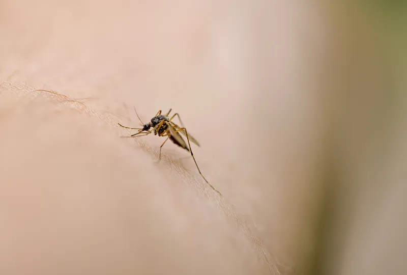 Fall and Winter Pest Invasions: What to Know