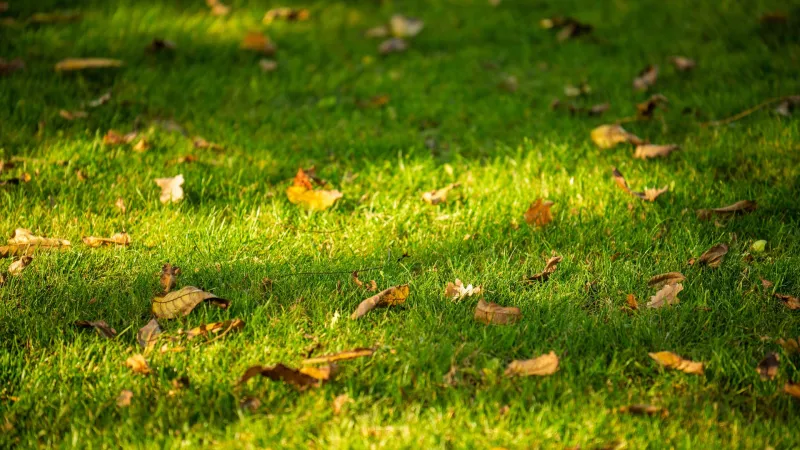 Entretien d'automne : réparer la pelouse avant l'hiver