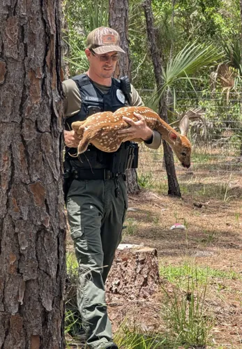 Fawn rescued from fence dies after ATV chase