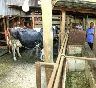 Feed Industry Urges Reforms for Affordable Animal Feed