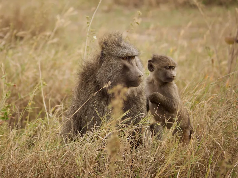Female Baboons Strengthen Family Ties for Survival