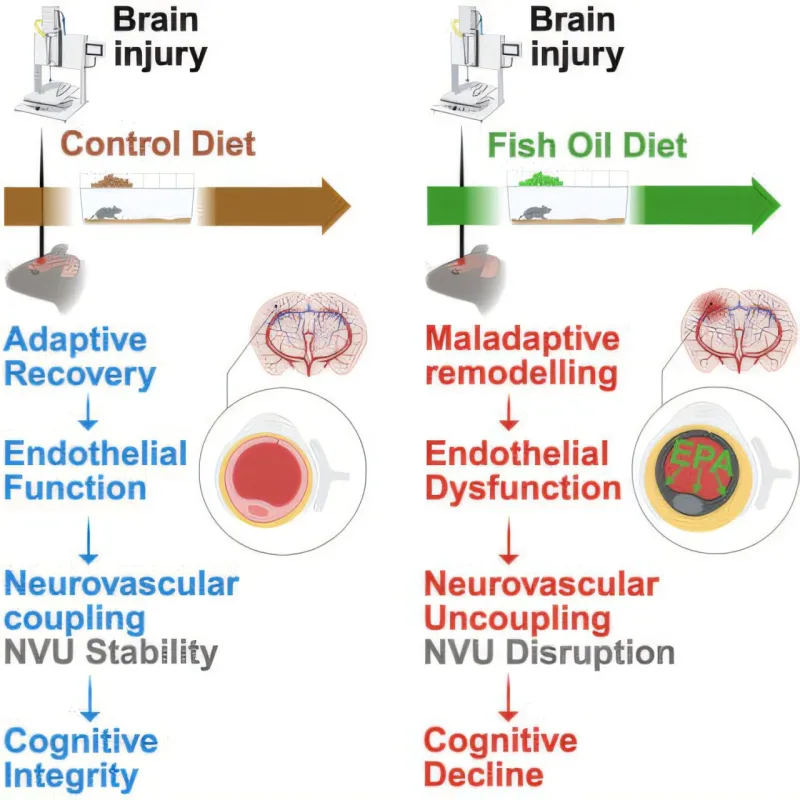 Fish Oil May Not Help Mild Brain Injury Recovery