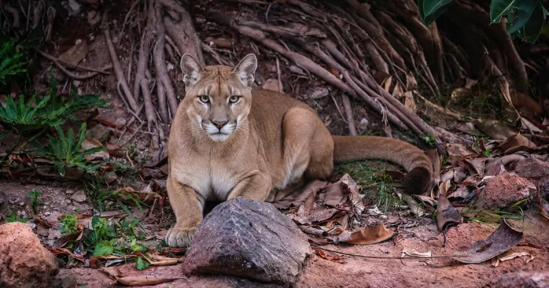 Five Pumas Arrive at Casablanca Zoo on Monday