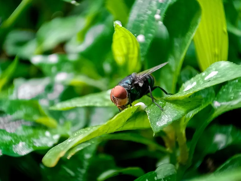 Florida Agriculture Chief Issues Emergency Rule on NWS