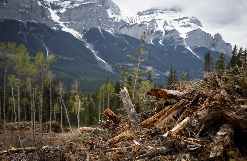 Forest debris technique reduces wildfire risk