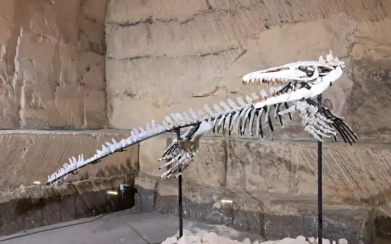 Fossil Trade in Morocco Hides Illegal Trafficking