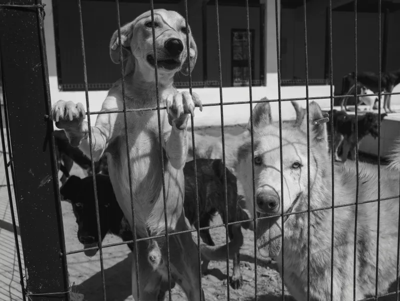 France's Stray Animal Law: Repression vs. Public Policy
