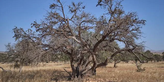 Frappé par des canicules à répétition, le Maroc craint de manquer d’eau